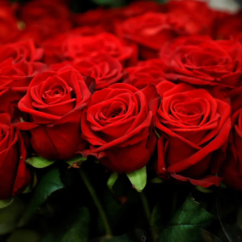 Tiziana Terenzi Spirito Fiorentino EDP - Image 8