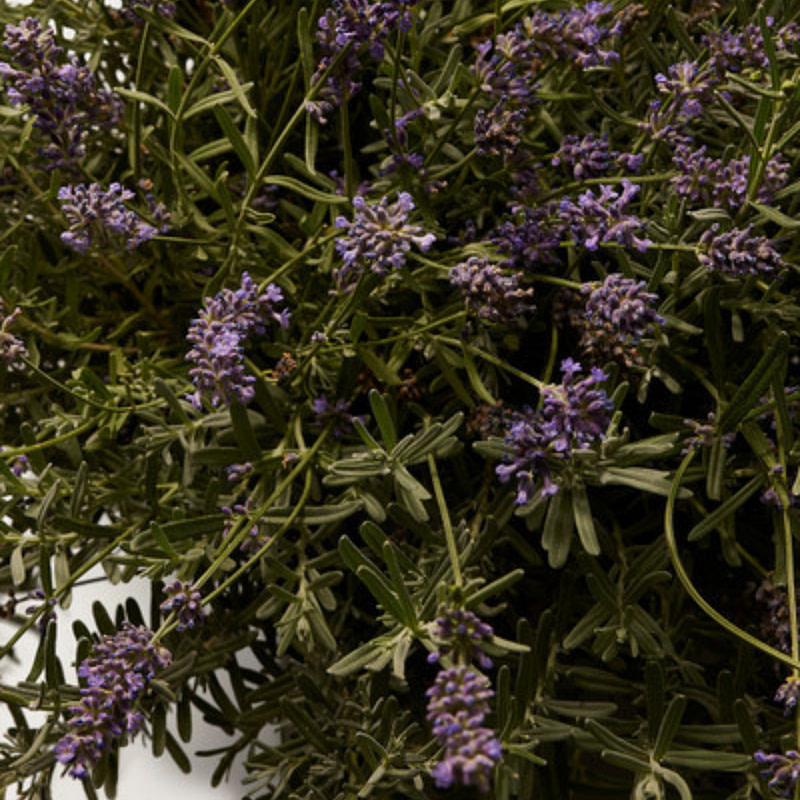 Dolce & Gabbana Intenso 125ml - Image 5