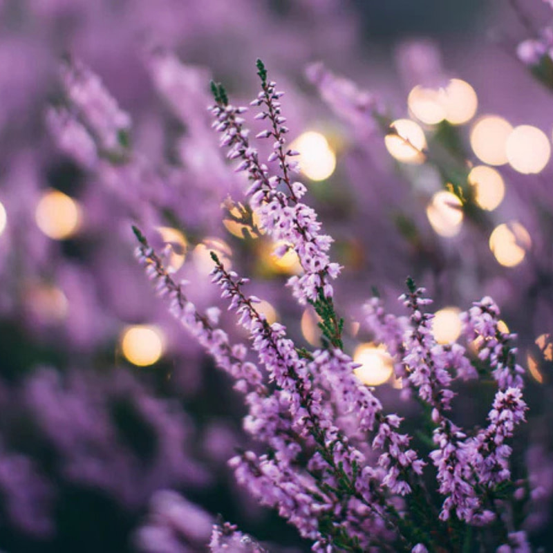 Electimuss Trajan 100ml - Image 6