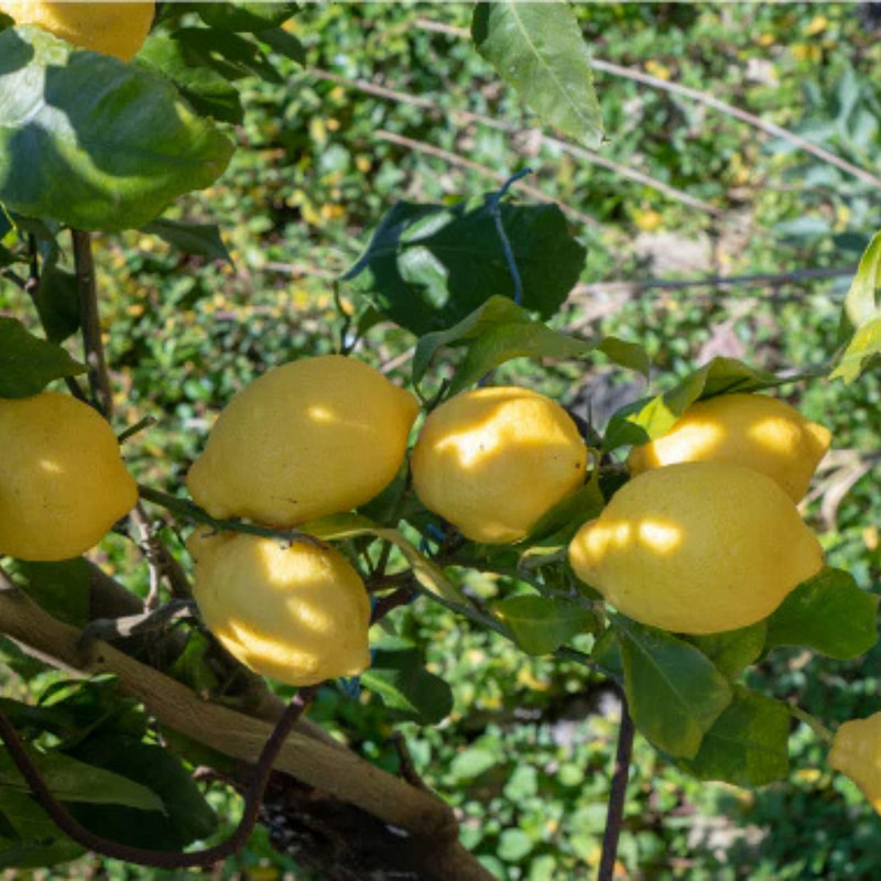 Electimuss Trajan 100ml - Image 5