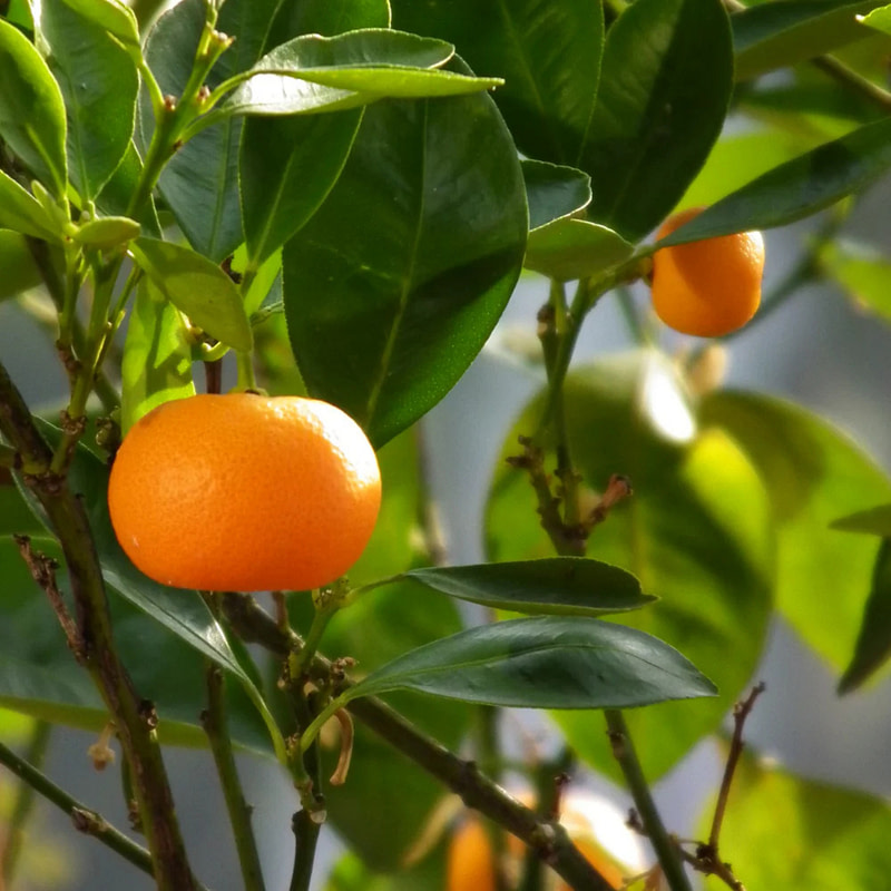 L'Eau Bleue d'Issey Pour Homme - Image 2