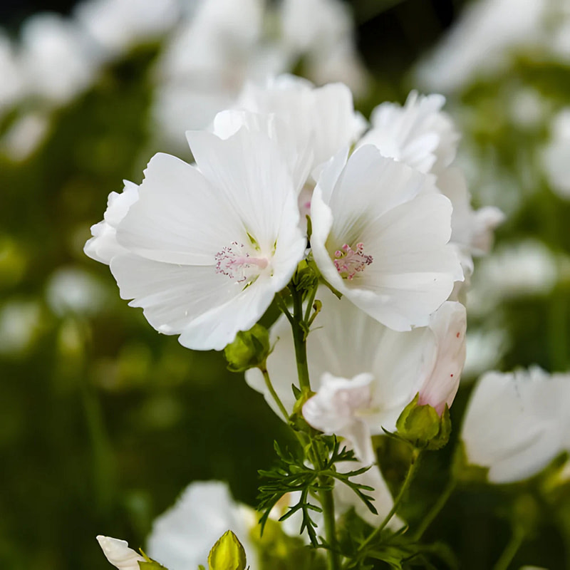 Lalique Encre Noire À L'Extrême EDP - Image 4