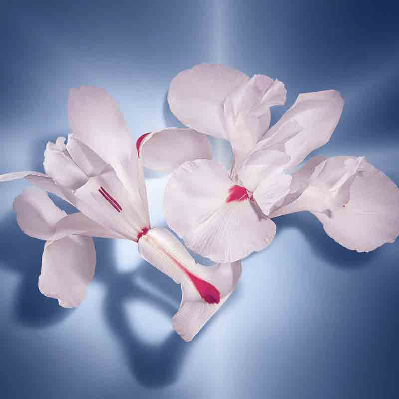 Lancôme La Vie Est Belle EDP - Image 6