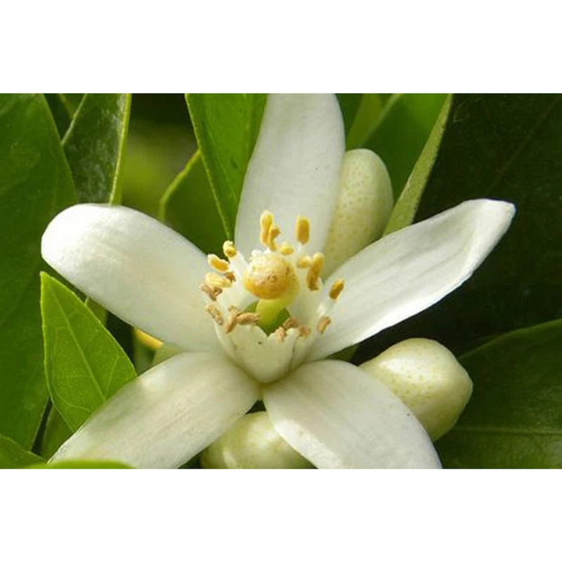 Naseem Lost in the Woods Aqua Parfum - Image 5