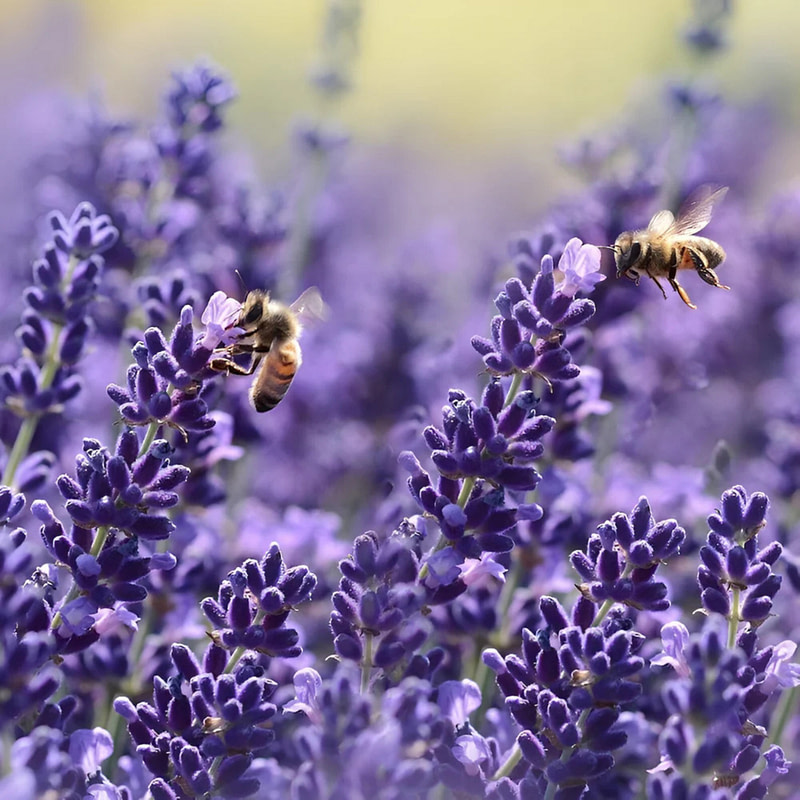 Guerlain Mon Guerlain EDP Intense - Image 4