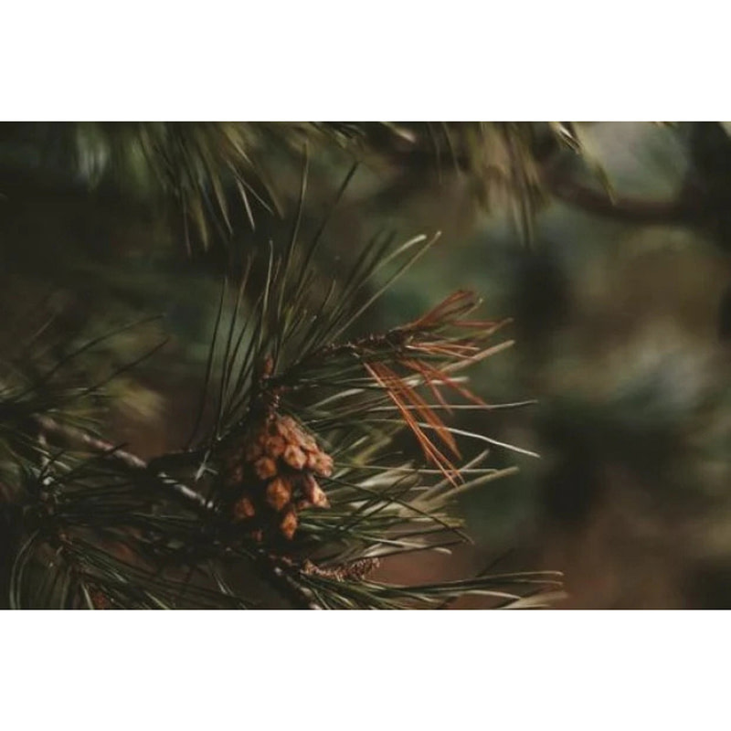 Naseem Lost in the Woods Aqua Parfum - Image 2